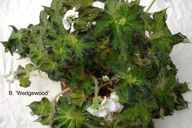 B. ‘Wedgewood’